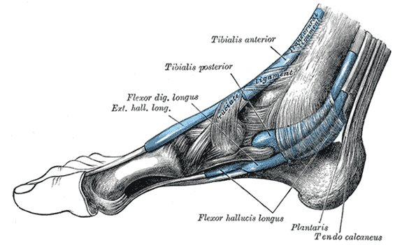 anatomical illustration of the foot and ankle